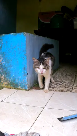 Suara Kucing Jantan Memanggil Betina Kawin...#cat #funnycat #catsounds #catvideo #meow #catsoftiktok #kucinglucu #fyp