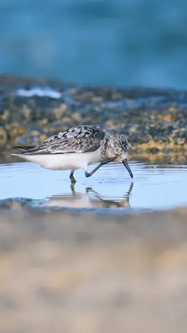 Sanderling 😁😁#wader #birdsofitiktok #birdvideos #slowmo #birdmigration #birdsofmalta #birds #sanderling #calidrisalba 