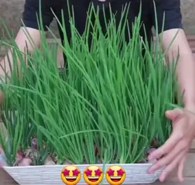 TÉCNICA PARA CULTIVAR CEBOLINHA SEM TERRA 🧅🪴🧅 🎥 @cultivandoaterra 💯 👏👏👏 ⭐__________________________ ______Paula Lêvyზ  #ƒicα∂icαcσмραυℓαℓєvy® ___________________________⭐️ #jardinagem #jardinagemepaisagismo  #horta #cultivo  #cebolinha  #dicaspaulalevy⭐  #ideiascriativas