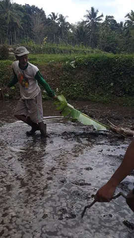 Jaman dulu warga pentingsari sebelom punya sapi serta peralaratan moderen seperti saat ini,Untuk membajak (mengolah lahan sawah) warga pentingsari menggunakan cangkul serta untuk meratakan tanah mengunakan pelepah pohon pisang. #sandiuno #diindonesiaaja #jokowi #desawisata #wisatajogja #hutri78 