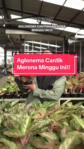 Aglonema Reanita, berhasil menduduki tempat sebagai Aglonema paling cantik minggu ini. Menurut Miflorians jenis Aglonema apa sih yang paling cantik? #aglonema #aglonema #jualaglonemalokalan #aglonemahuges #aglonemalovers #aglonemacantik #jualaglonema #aglonemaindonesia #aglonemanasnowhite #aglonemaladyvalentine