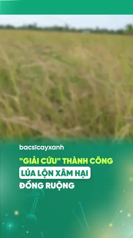 Nông dân miền Tây và vấn nạn lúa lộn, lúa ma trên ruộng lúa #nongdan  #lualon  #luama  #ruonglua  #tronglua  #mientay  #nongnghiep  #bacsicayxanh  #tiktok  #LearnOnTikTok