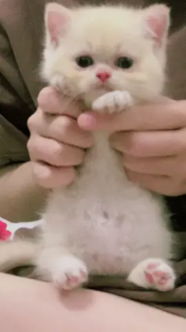 Em bé dj mới nhú #xuhuong #cat#munchkin #anhlongngan #funny #fyp #meomeo #meocon 