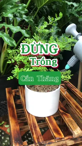 Ai trồng cây Cần Thăng bonsai bị héo thì xem video này nhé ạ! #yeucayxanhgarden #cayxanh #caybonsaimini #caybonsai #chamcay 