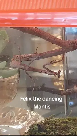 Felix.  #mantisesoftiktok #mantiskeeper #foryoupage #fyp #tiktok 