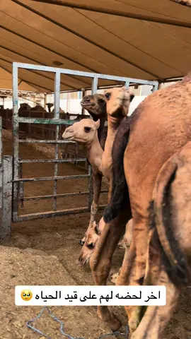 #ذبح #القعدان#اكسبلور_تيك_توك 