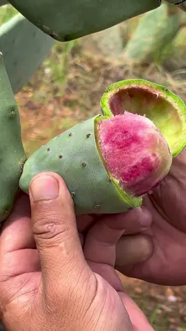 Ăn trái xương rồng 😋😋 #xh #xuhuongtiktok #traicay #giaitri 