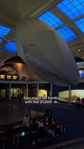 Whale lovers, this one’s for you! They’re just like us: They breathe, they’re warm blooded—they even have hair! Give it up for whales. #MuseumTok #STEM #GetCultured #whales #nyc 