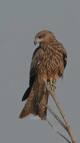 Burung Elang Paria merupakan salah satu jenis burung pemangsa selain burung hantu dan alap-alap, dari keluarga Accipitridae dan Genus Milvus. Elang paria salah satu jenis elang yang banyak dijumpai di beberapa daerah Indonesia dengan tipikal soaring. Elang yang memiliki nama ilmiah milvus migrans juga disebut dengan sebutan Elang BK oleh para Falconry Indonesia dimana mengambil dari singkatan Black Kite dalam bahasa inggrisnya. Burung Elang paria tergolong jenis elang berukuran cukup besar dengan panjang tubuh sekitar 44 sampai 66 cm; dengan berat tubuh sekitar 630 sampai 928 g untuk jantan dan betina sekitar 750 sampai 1080 g dan rentang sayap sekitar 120 sampai 153 cm. Berbulu coklat gelap dengan ekor menggarpu yang khas. Pada waktu terbang, bercak pucat pada pangkal bulu primer terlihat kontras dengan ujung sayap yang hitam.  . . #falconryindonesia  #falconry#hawk#eagle #educationalpurposes  #viral#viraltiktok#fypシ  #fyp#blackkiteeagle #elangparia 