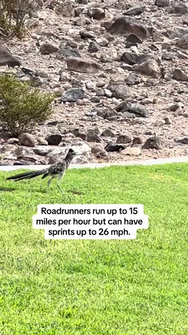 This is the fastest running speed for any bird that can also fly, though larger flightless birds are faster than roadrunners. 🪹🏃🏽‍♀️💨  #animalnecessity #fyp #foryou #roadrunner #interestingfacts #birdsoftiktok 