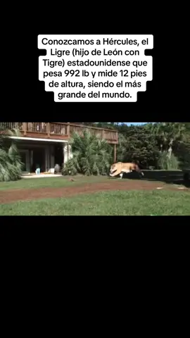 Se trata del felino más grande del mundo, pudiendo pesar más de 400 kg y medir más de 3 metros y medio. En el año 2013 este ligre estadounidense llamado Hércules entró en el libro de los Récord Guinness al pesar 410 kg y medir 3,6 metros.#animales #animalestiktok #leon #tigres #naturaleza #zoo #zoologico #fiera #ligre #felinos #animalsoftiktok #animalslover 