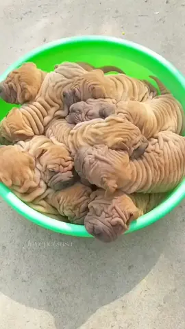 #fyp #tiktokdogs #puppy #dogsoftiktok #tiktokdog #petdog #viral #nyc #lovepetsusa #foryoupage 
