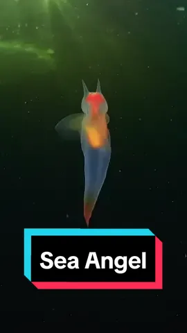 Sea Angel 😇 💙 🎥 by @aquatilis  #seaangel #seaslug #oceanlover #underwatervideography #fyp #divecompare 