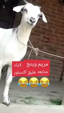 مريم وينج