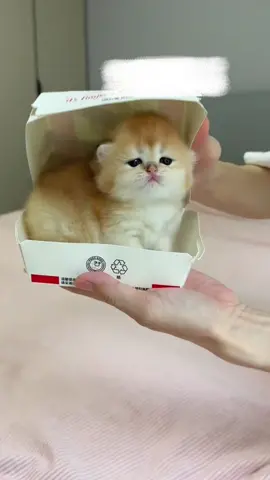 #cat #cutecat #kittycat #kitty #pet 