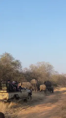 עוד יום שגרתי #safari 