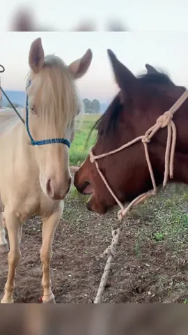 Curiosidade sobre os cavalos🥰 #cavalos #curiosidades #cavalo 