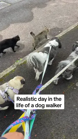 Summer hols are quiet but thats ok 🫶🏼 #dogwalker #dogwalking #dayinthelife #dogwalkersoftiktok 