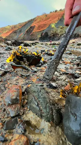 Here’s a partially exposed ammonite rock that we found stuck in the mud and opened up on the beach with a small hammer 🏝🌊 Inside, a stunning Dactylioceras ammonite from the Jurassic 😍🦑 This ammonite is around 185 Million Years Old but some fossils we find are considerably older 💀  If you’d like an ammonite rock like this to crack open yourself, please message us directly @yorkshire.fossils or browse the website at Yorkshirefossils.NET and click the “crack open yourself” section (link in bio) For more videos, check out our YouTube channel Yorkshire Fossils 🏝 Thanks for supporting our page! 🐊 #natural #nature #fossil #fossils #ancient #animals #art #ammonite #ammonites #dinosaur #scientist  #minerals #paleontology #whitby #geologist #dorset #geology #charmouth #jurassic #yorkshire #fyp 