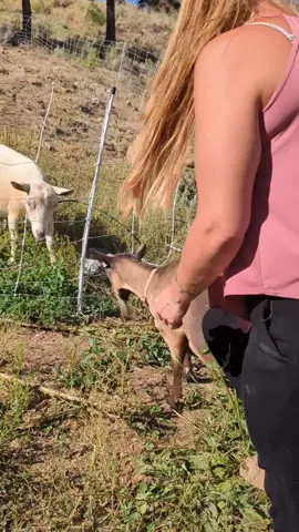 Daily Routine ♥️ #simplelife #goatmilk #rawmilk #goats #homestead #farmlife 
