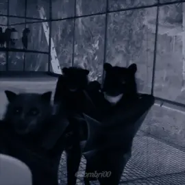 Gangue Morcego é uma banda de Post Punk/Deathrock do Rio de Janeiro, Brasil, é uma figura de destaque na cena gótica carioca. Desde sua formação em 2008. Com influências de bandas como Bauhaus, The Cure e Nick Cave, e inspirações vindas de curtas de animação dos anos 20 e filmes expressionistas, a banda criou uma sonoridade única. Sua importância se solidificou ao se tornarem uma das principais atrações do WoodGothic 2015. Com membros como Alexandre Morcego Matos (vocal), Dani El Sombrio (teclado) e outros talentosos músicos, a Gangue Morcego continua a ser uma força vital na cena gótica nacional. #pospunknacional #pospunkbrasil #gotico #gotica #ganguemorcego #rockbrasil 