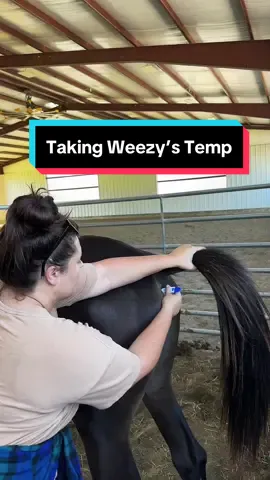 Ginger Update & Taking Weezy’s Temperature🌡️🤒 #horsecare #sickhorse #horseownership 