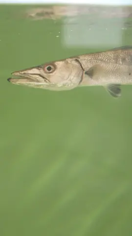 Barry Update! #cuda #barracuda #fish #fishtok #fishing #fisherman #fishinglife #fishtank #aquarium 