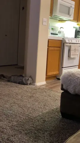 This is what its like having two cats#catsoftiktok #cat #catfight #cattoc #catmom #furbabies 