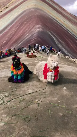 Montaña de Colores 🌈😍🦙 #andinoperutours #cuscoviajes #travelperu #rainbowmountain #montaña7colores #machupicchu 