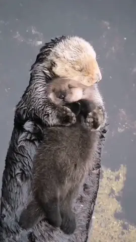 This intimate moment between a mama sea otter and her baby captures the essence of a mother's love. Floating serenely, with her little one nestled safely on her belly, it's a testament to the protective, comforting embrace of motherhood. A beautiful reminder that a mother's love transcends species and is the universal language of comfort. 🌊❤️👩‍👧 Thank you, @ocean.life_ for sharing this heartwarming glimpse of nature's most precious bond. 🙏✨  #MotherhoodMagic  #OceanEmbrace  #NatureAtItsBest  #MomLoveUniversal  #PeacefulWaves  #SeaOtterLove