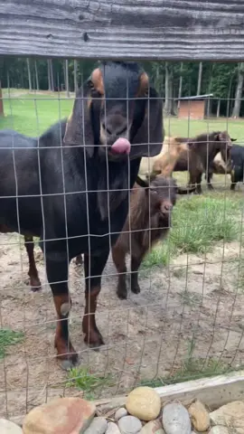 Do goats spit? Hmmmm….its more of a snort…but they do def pee on their face…bucks anyways #animals #funny #funnyanimals #goats #farm 