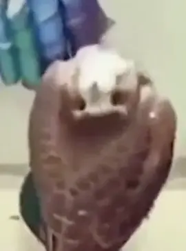 eagle spin #meme #owl #eagle #fyp #viral 