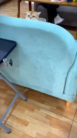 Protect the sofa, starting with buying a cat scratch board, and release the nature of cats scratching the sofa.#fyp #cat #kitty 