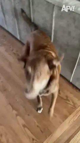 I’ve never related to a dog more ✋☕️ #afv #starbucks #coffee #dog 