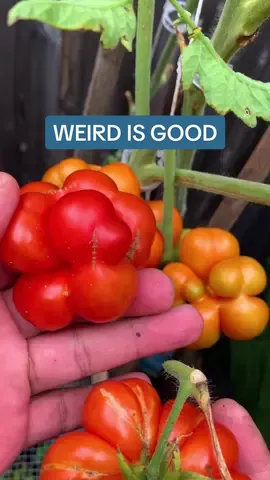 “Weird is good” because being different and unique is a positive thing. Weird Tomato Varieties Reisetomate or Travellers tomato Lil Peeps Micro Blaue Zimmertomate Micro Orange Hat Micro Ink Spot Micro Vilma Micro Aztek Micro Fuzzy Wuzzy Dwarf Surrenders Indian Curry Determinate Amish Paste  Lucid Gem Black Cherry Rosy Finch Micro Tiny Tim Micro Cosmic Eclipse #gardentok #daily #gardening #tomato #weird #veggies