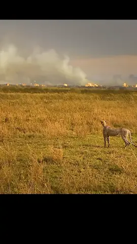 Fire 🔥 part 3 #foryou #fyp #ProtectWildlife #wildlifeeducation #EndangeredSpecies #ProtectWildlife #fypp #fyppppppppppppppppppppppp #animals #wildlife #foryoupage #wildlifephotography #thelionking #animalsoftiktok#fyp #fyp #viral #animalsoftiktok #tokbook #tiktokbook @ᗩǤⱧÅ  ▄︻̷̿┻̿═━一 @Coke Movie @Waqar Zaka @Coke Movie @Waqar Zaka @☠️ ʜᴀᴅᴅɪ 🚬_⁰⁶ 