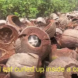 Cat Rescue #catrescue #catrescuer #cat #catsoftiktok #gooddeed  #catrescueroftiktok #catlover