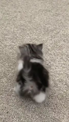 #🥰🥰🥰 #cat #cute #pets #fyp 