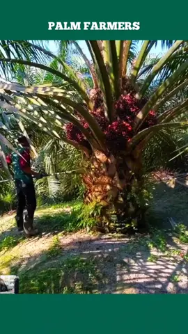 tiada tandingan panen sawit buah banyak super keliling bikin group sebelah geleng² kepala melihatnya