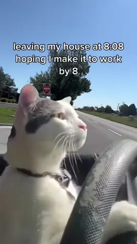 Yeo😭😭😱#catdrivingcar #cat #latetowork 