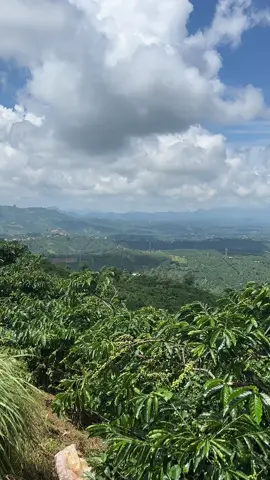 Làm nông nhàn lắm….. #dilinh #may #chillmộtchút #binhyen #vevuon #lennui #vuoncaphe #lamdong #thaydoi 