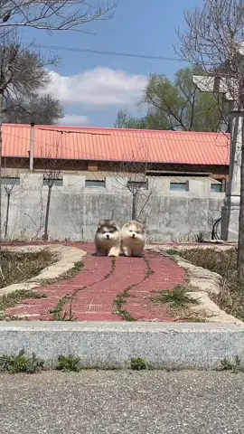 đi chơi thui 😂🥰💗 #xuhuong #funnyvideo #viralvideo #trend #dog #cutedog #dogsoftiktok #😄😄😄 #💗💗💗 