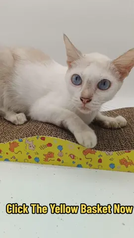 Wave Scratching Board With Catnip Powder #foryoupage #foryoupageofficiall #fypage #foryouph #tiktokfinds #fypシ゚viral #trending #fyp #pets #viral #scratchingboard #scratchingasmr 