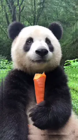 #panda🐼 #tiktok #foryou #panda #eating 
