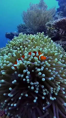 nemo in gili trawangan🐟🐟 #fypシ゚viral  #snorklingtrip  #gilitrawangan  #สปีดสโลว์  #coralandfish  #mengkanesoundnya🤙  #virallomboktiktok  #fypシ 