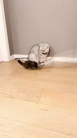 #cat #cute #fyp 😂