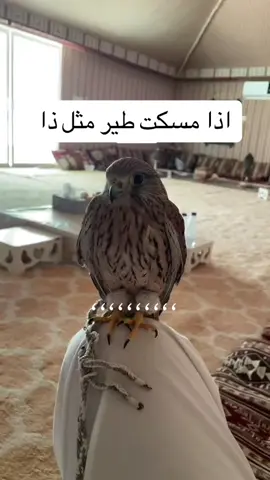 #صقر #شاهين #حر #صقور #tiktok 