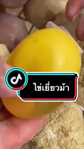 ให้ดูกันชัดๆ #ไข่ #ไข่เยี่ยวม้า #ไข่เยี่ยวม้าสีทอง #ของอร่อยบอกต่อ #ห้องครัวtiktok #ห้องครัวติ๊กต๊อก #กับข้าว 