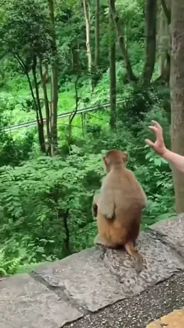 lagi asyik-asyik mikirin mantan #monyet #kaget #lucu 