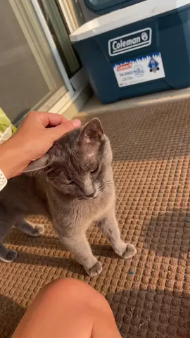 We love animals #catsoftiktok #catlovers #parrots #snakes